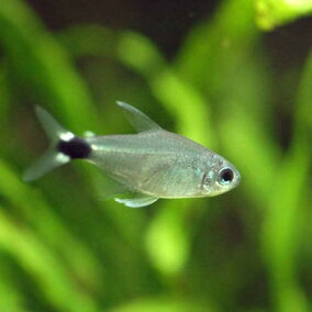 楽天市場 観賞魚 種 観賞魚 カラシン テトラ 人気ランキング1位 売れ筋商品 楽天市場 観賞魚 種 観賞魚 カラシン テトラ 人気ランキング1位 売れ筋商品